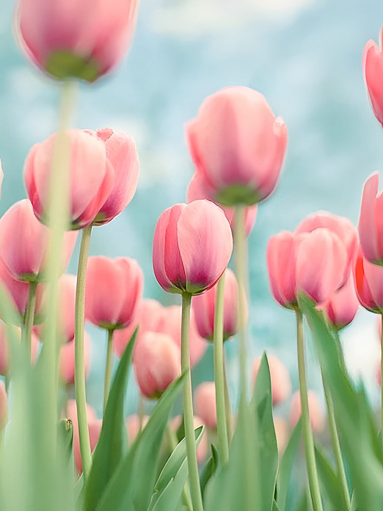 Rosa Tulpen Malen nach Zahlen