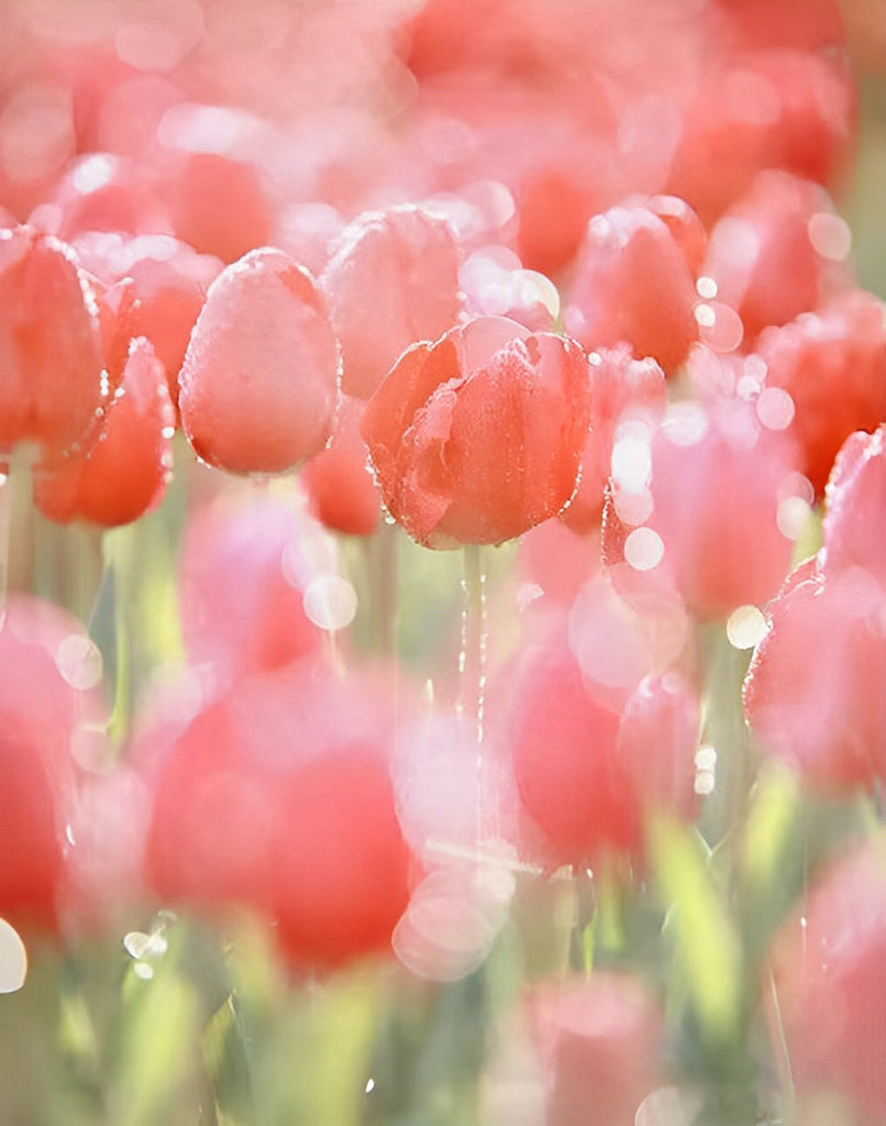 Rosa Tulpen Malen nach Zahlen