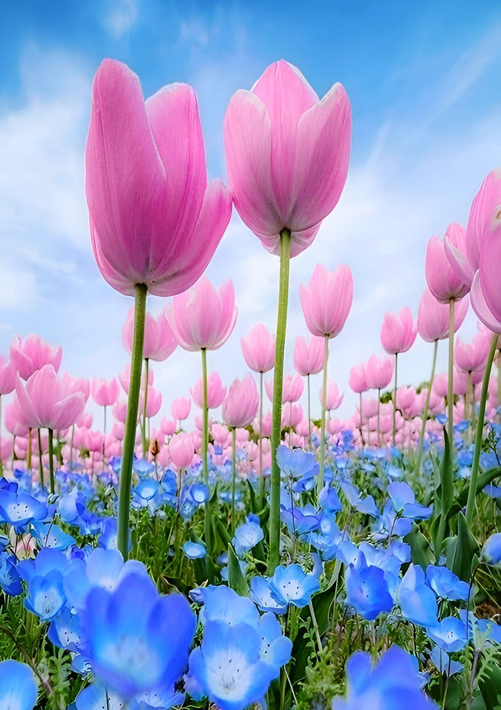 Rosa Tulpen und blaue Blumen Malen nach Zahlen