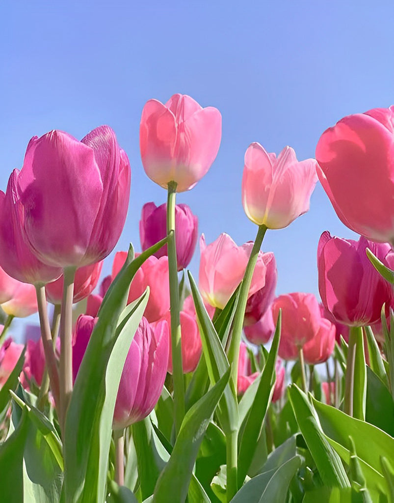 Rosa Tulpen unter blauem Himmel Malen nach Zahlen