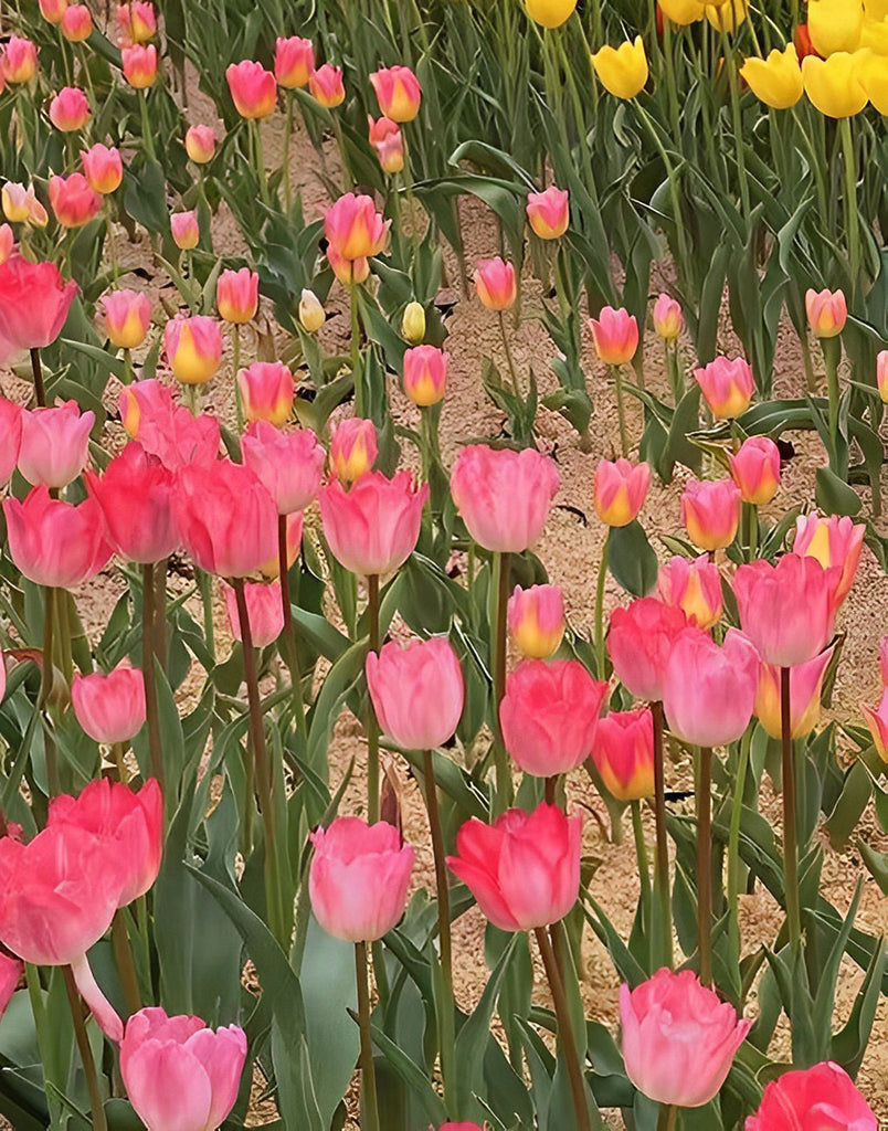 Rosa und gelbe Tulpen Malen nach Zahlen