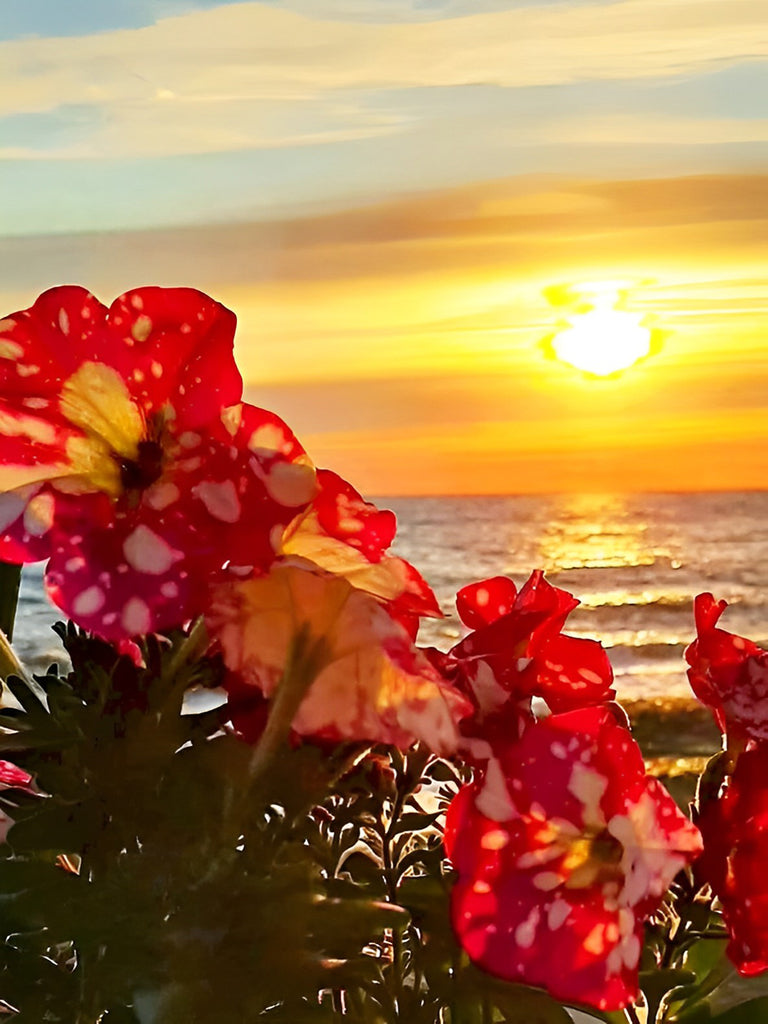 Rote Blumen am Strand Malen nach Zahlen