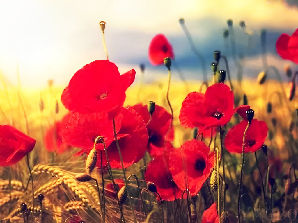 Rote Mohnblumen im Reisfeld Malen nach Zahlen