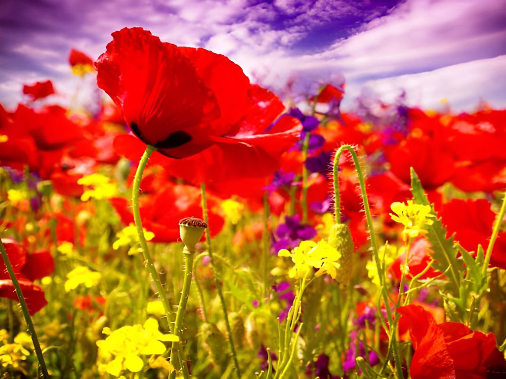 Rote Mohnblumen und lila Himmel Malen nach Zahlen