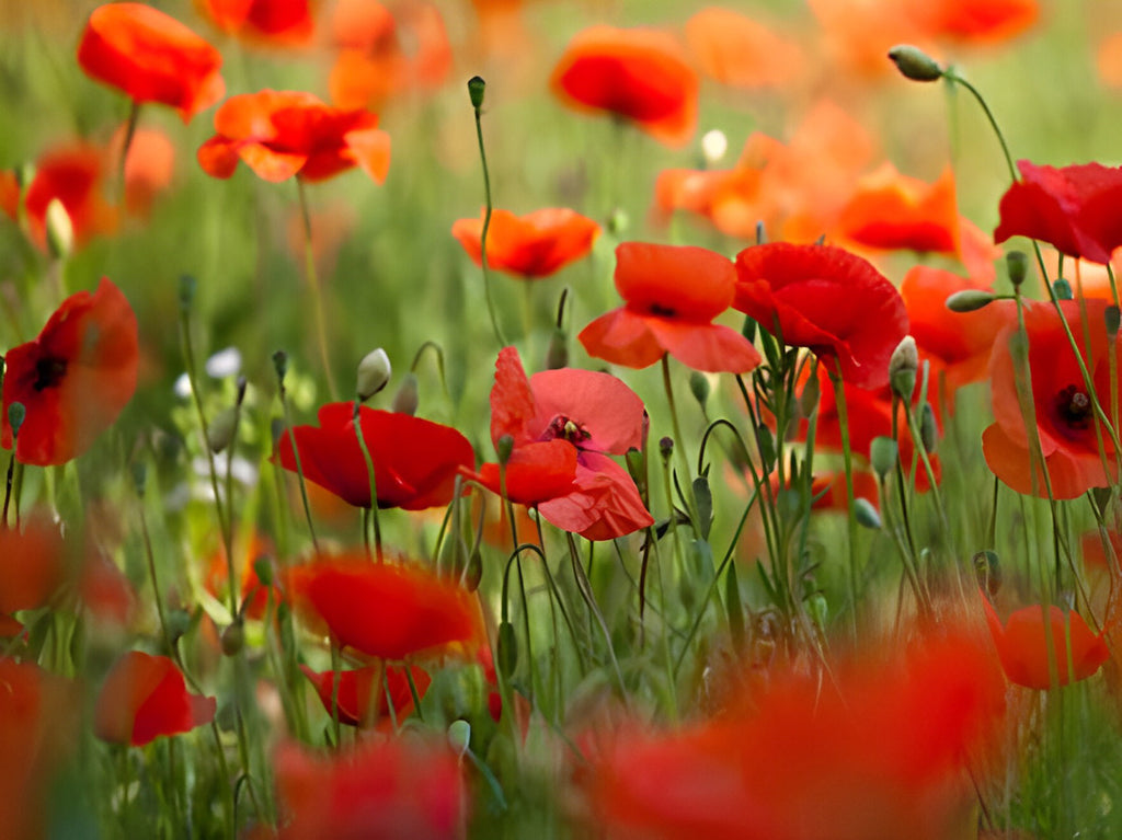 Rote Mohnblumen und Samen Malen nach Zahlen