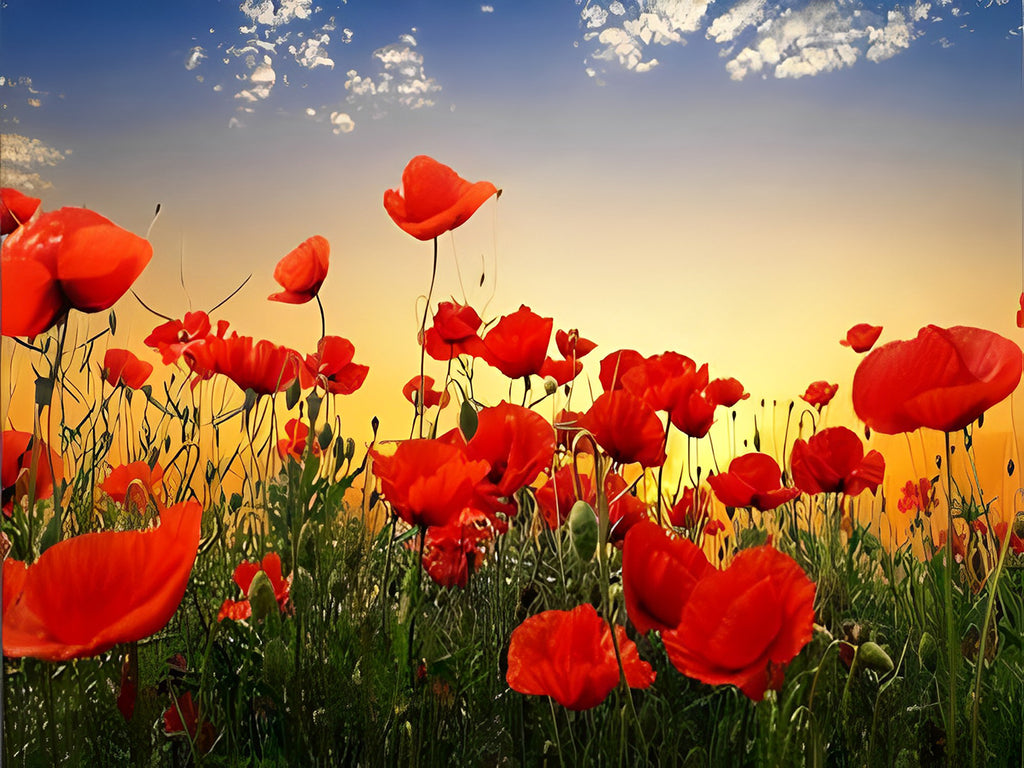 Rote Mohnblumen unter blauem Himmel Malen nach Zahlen