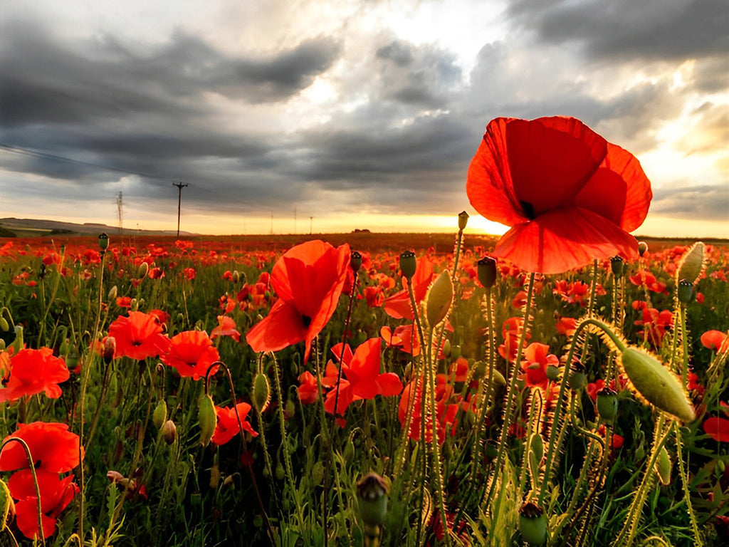 Rote Mohnblumen unter dunklen Wolken Malen nach Zahlen