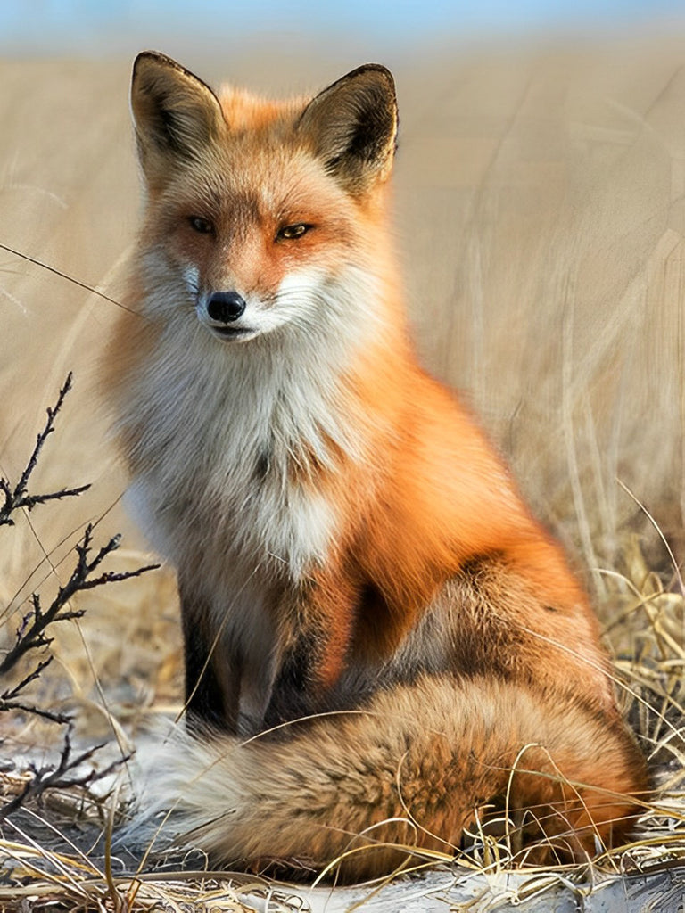 Roter Fuchs auf der Wiese Malen nach Zahlen