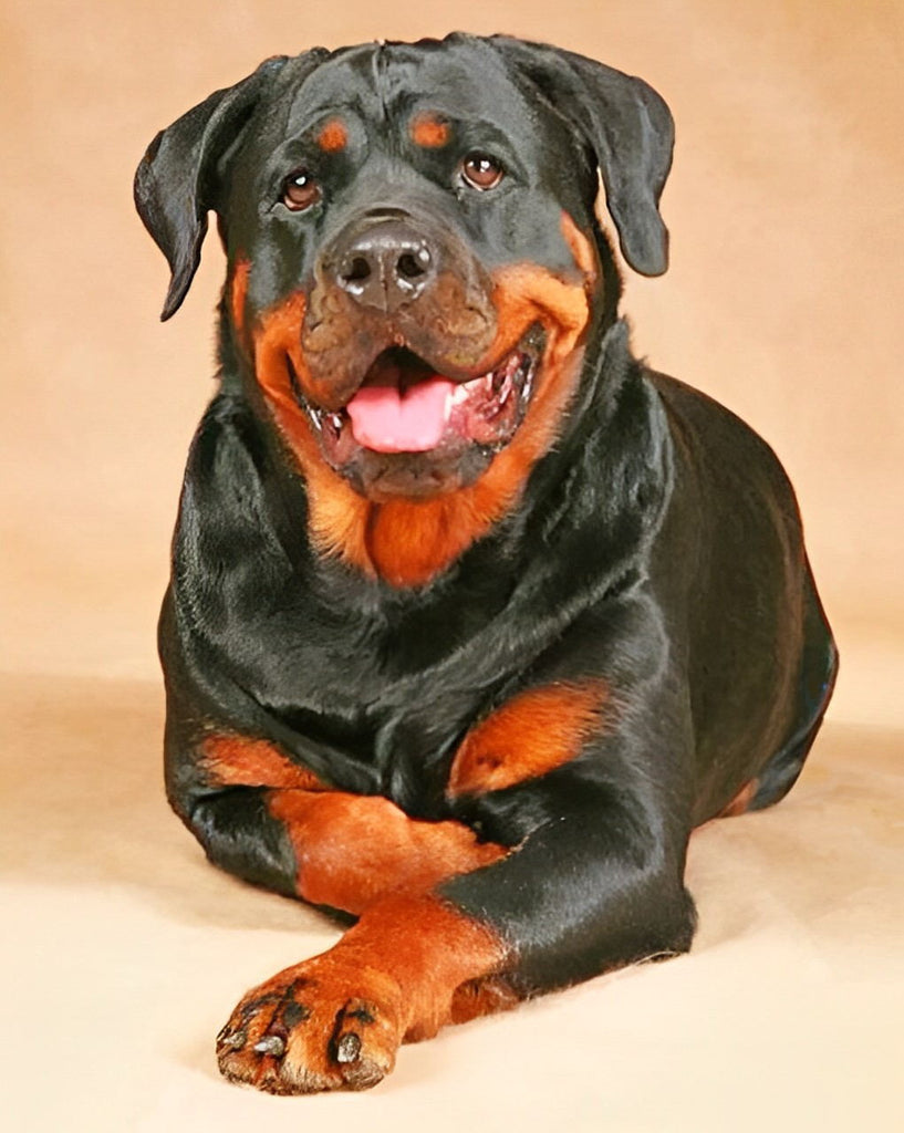 Rottweiler Malen nach Zahlen