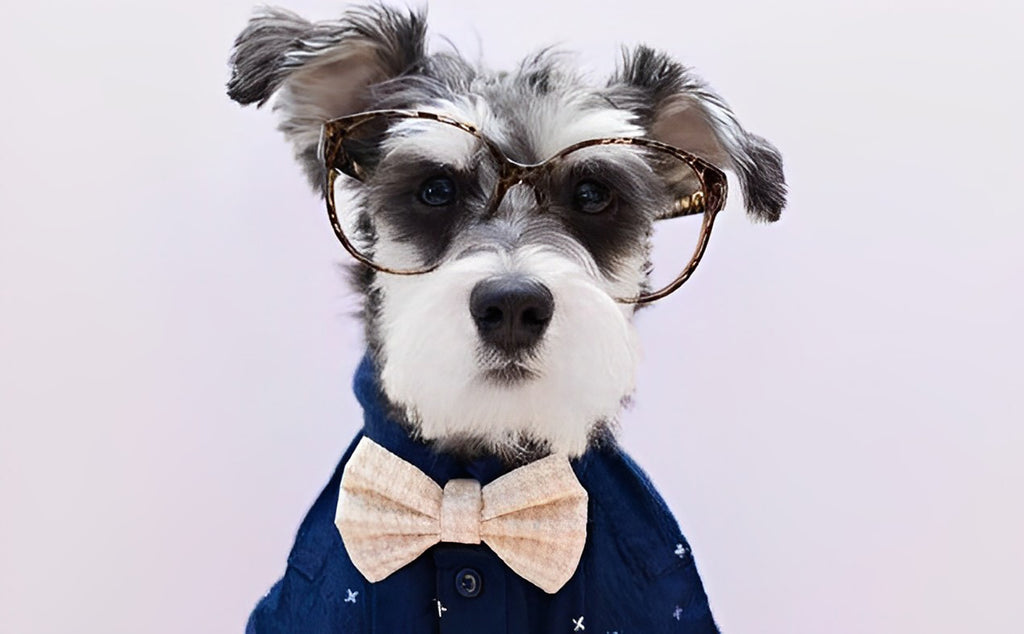 Schnauzer mit Brille Malen nach Zahlen