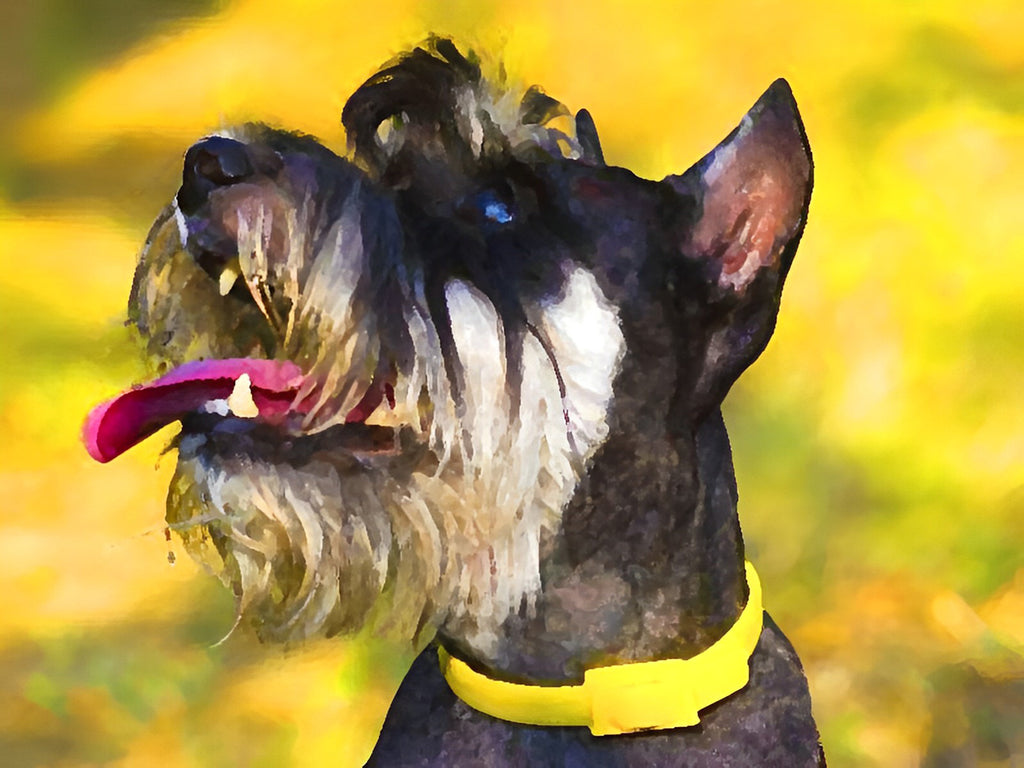 Schnauzer mit gelbem Halsring Malen nach Zahlen