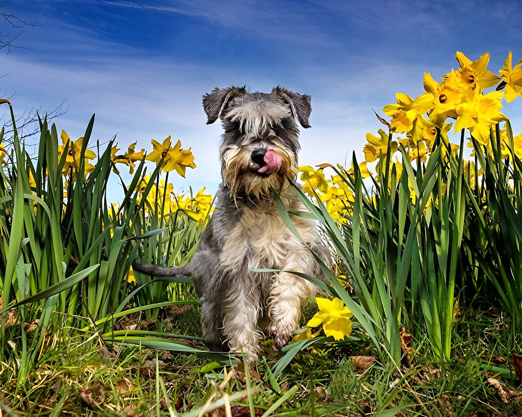 Schnauzer und gelbe Blumen Malen nach Zahlen