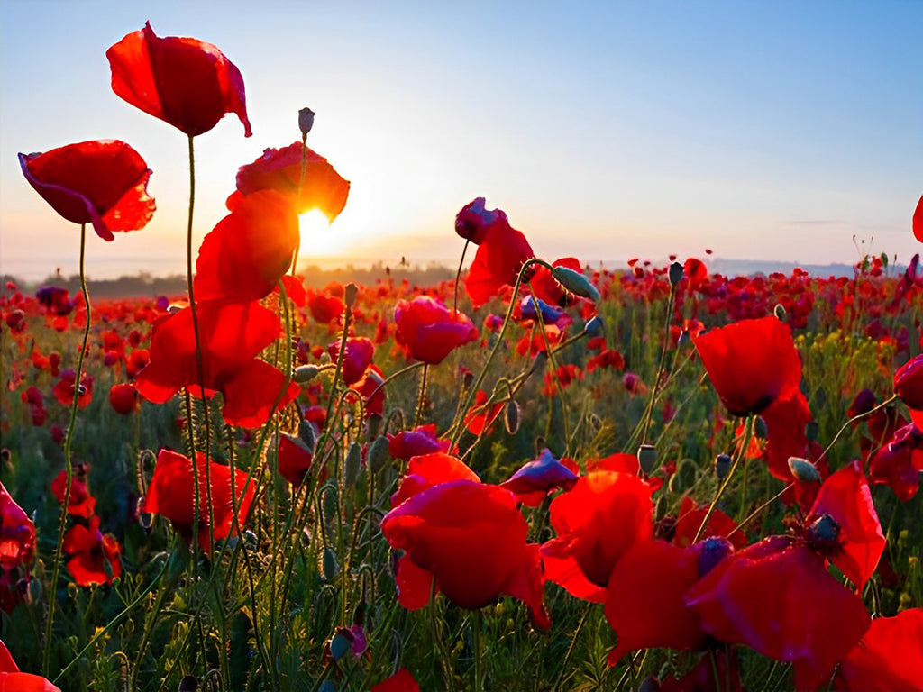 Schöne rote Mohnblumen Malen nach Zahlen