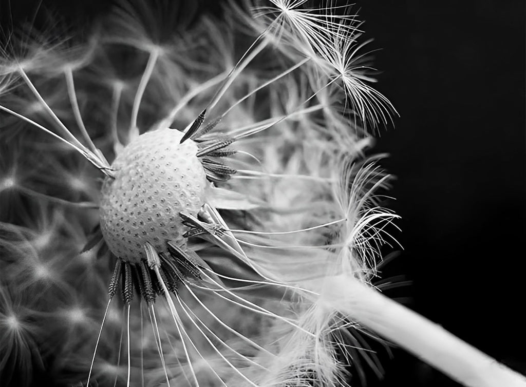 Schwarz-weiße Pusteblume Malen nach Zahlen