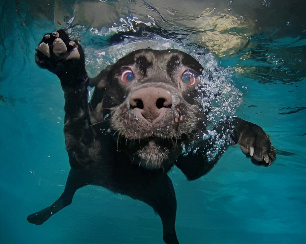 Schwarzer Hund im Wasser Malen nach Zahlen