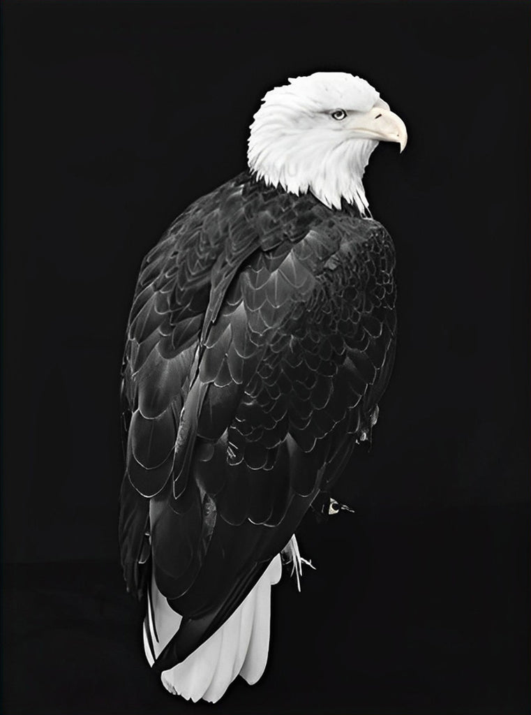 Seeadler in der Dunkelheit Malen nach Zahlen