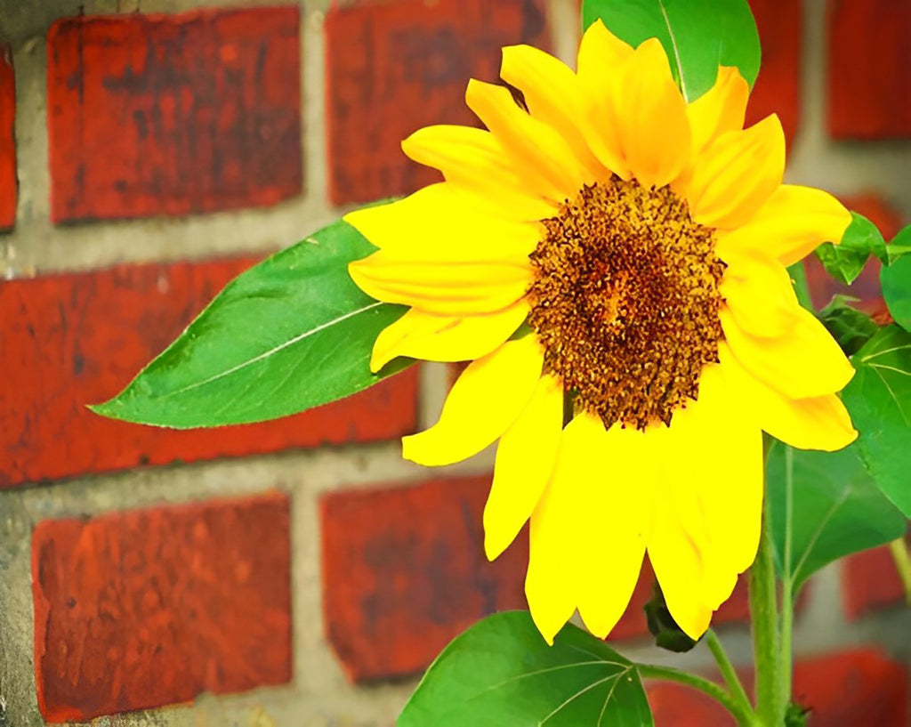 Sonnenblume und rote Ziegelwand Malen nach Zahlen