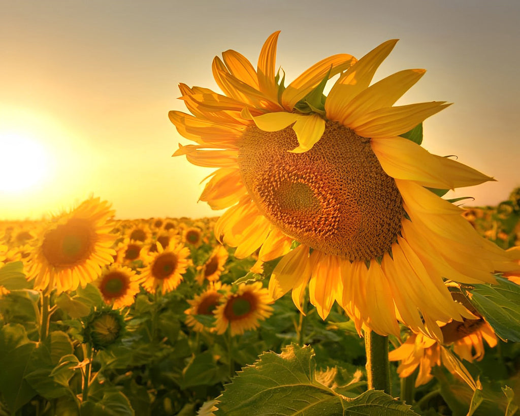 Sonnenblumen im Morgensonnenschein Malen nach Zahlen