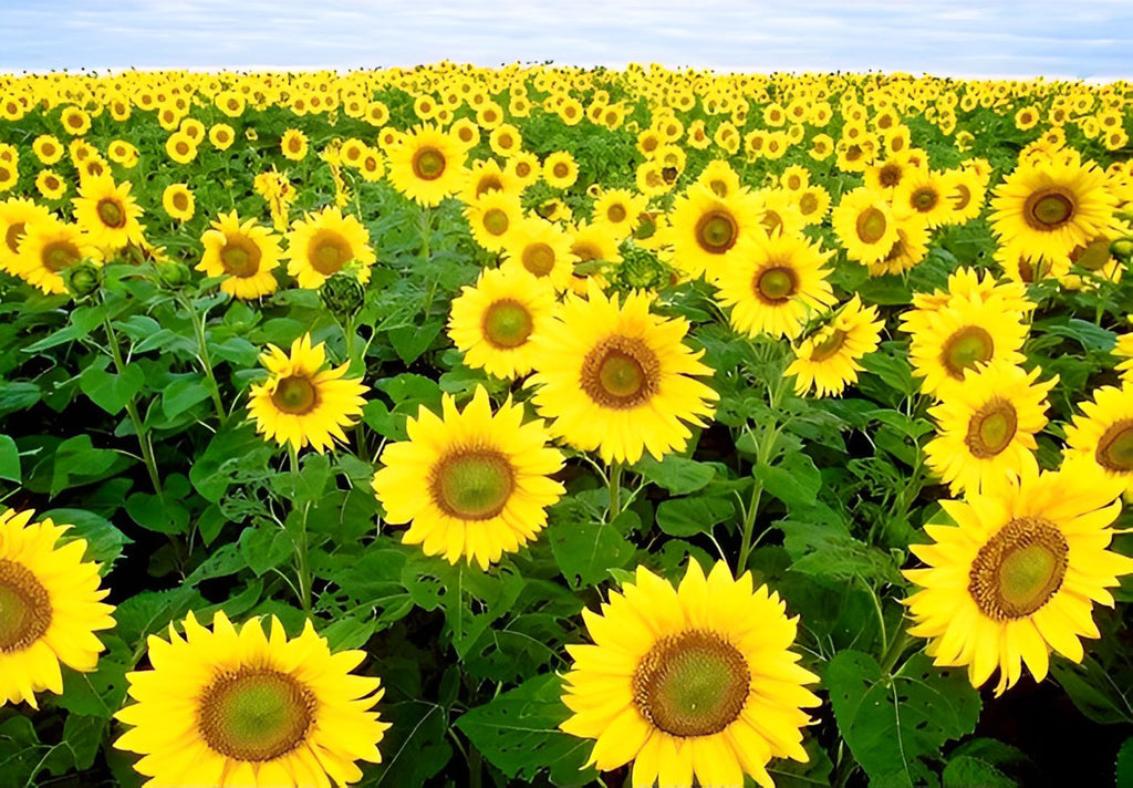 Sonnenblumen Malen nach Zahlen