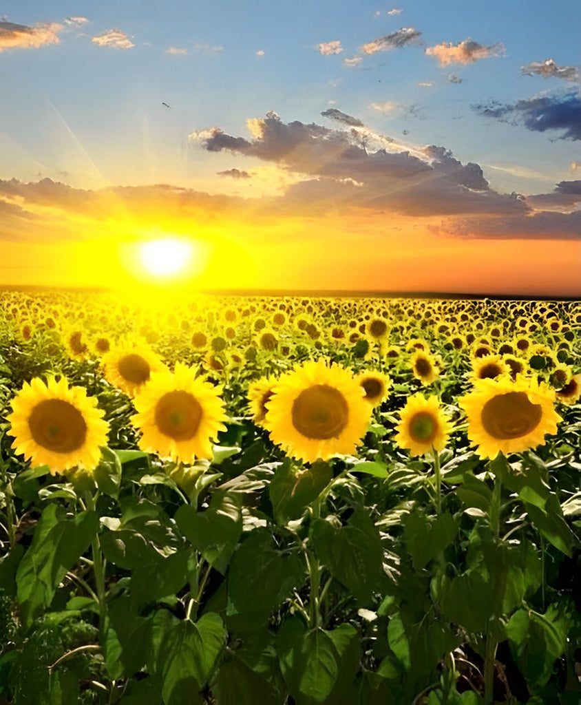 Sonnenblumen zum Sonnenaufgang Malen nach Zahlen