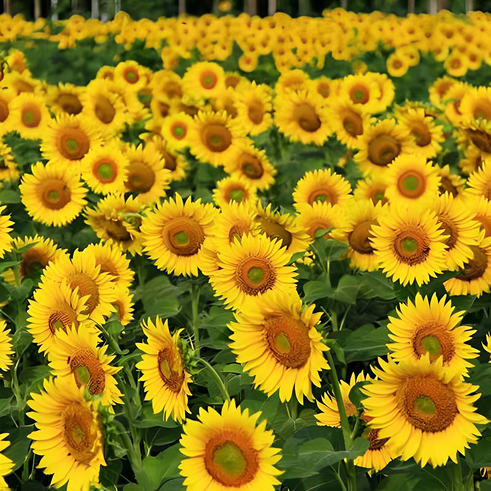 Sonnenblumenfeld Malen nach Zahlen