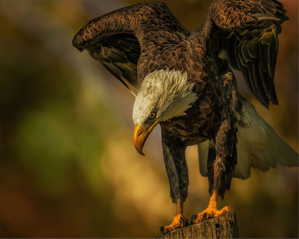 Stehender Seeadler Malen nach Zahlen