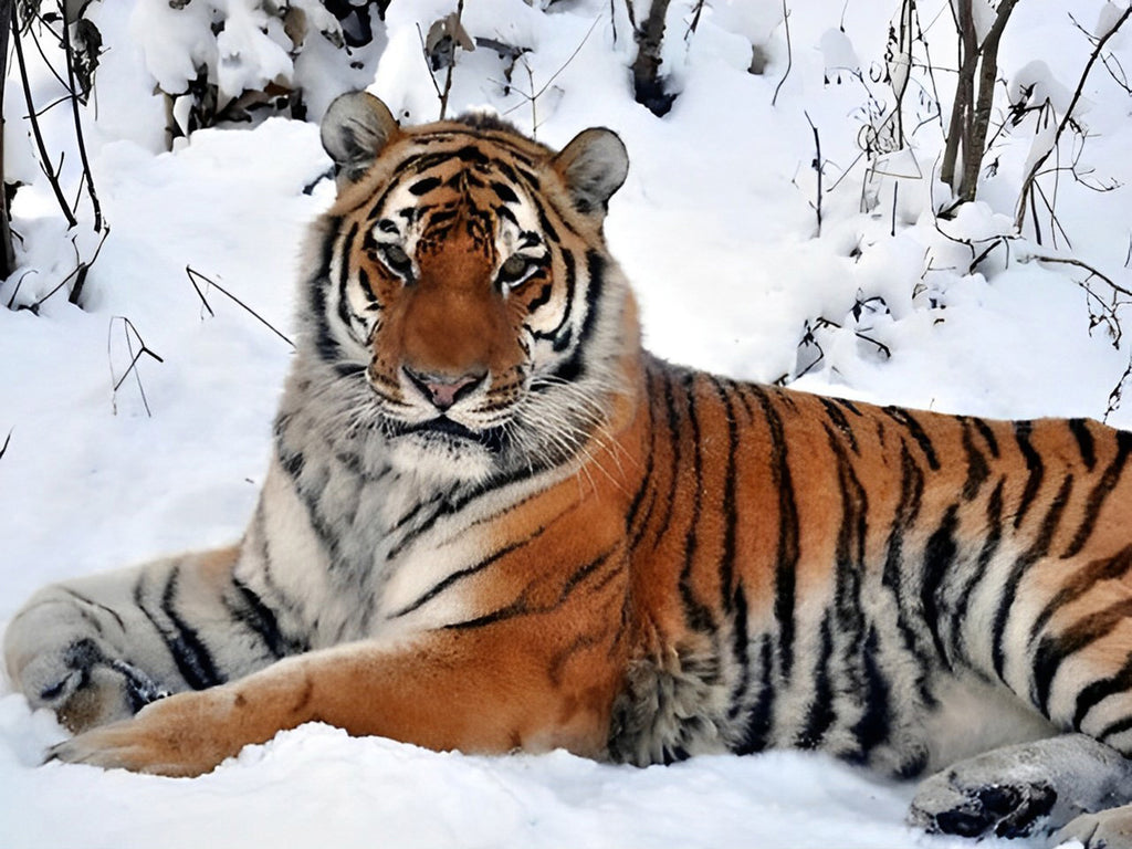 Tiger im Schnee Malen nach Zahlen