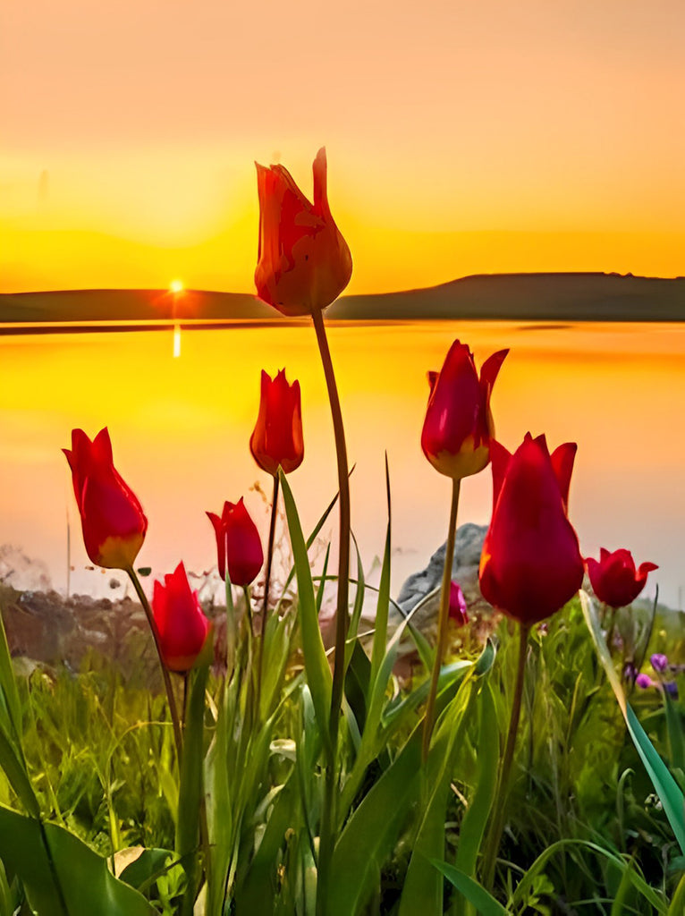 Tulpen am See bei Sonnenuntergang Malen nach Zahlen