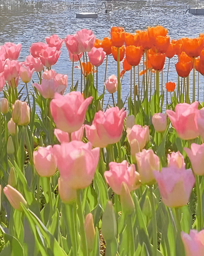 Tulpen am See Malen nach Zahlen