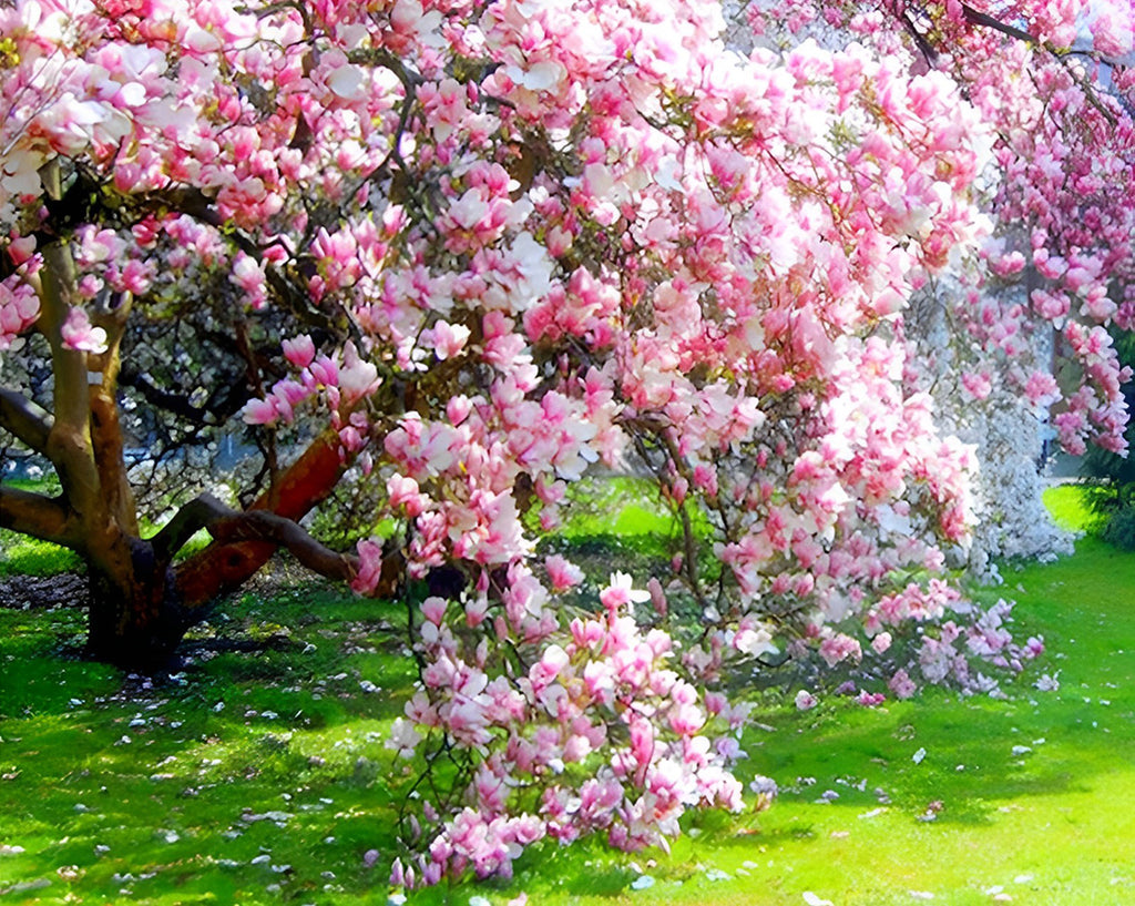 Üppige rosa Magnolien Malen nach Zahlen