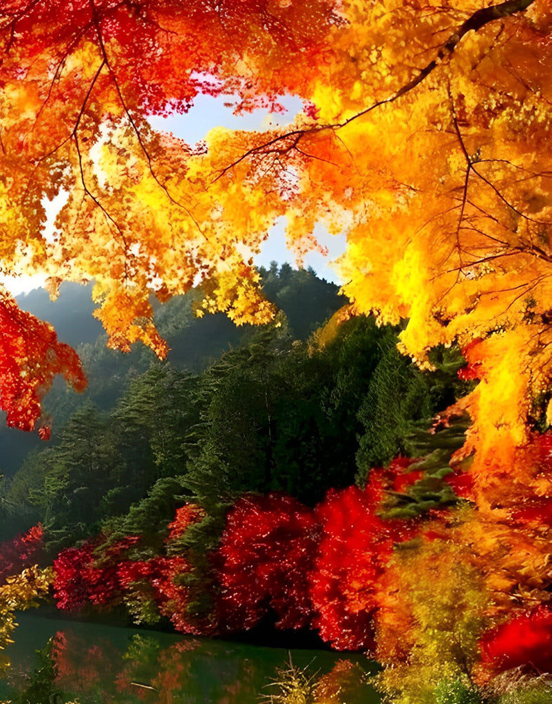 Wald mit Ahornen Malen nach Zahlen