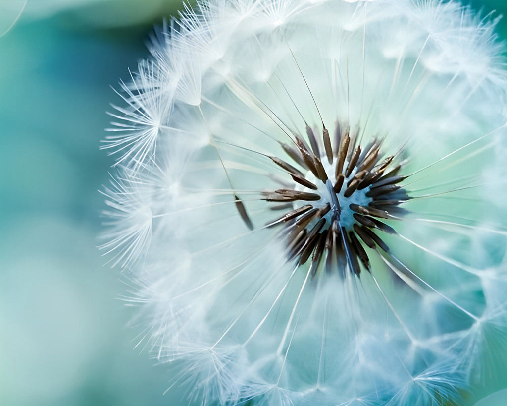 Weiße Pusteblume Malen nach Zahlen