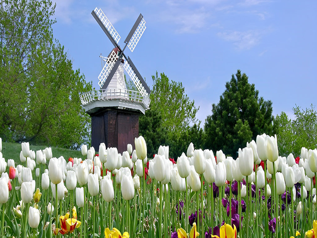 Weiße Tulpen und grüne Bäume Malen nach Zahlen