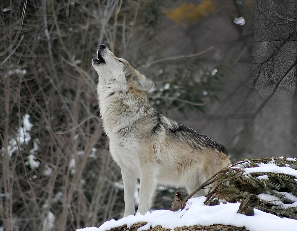 Wolfsgeheul im Winter Malen nach Zahlen