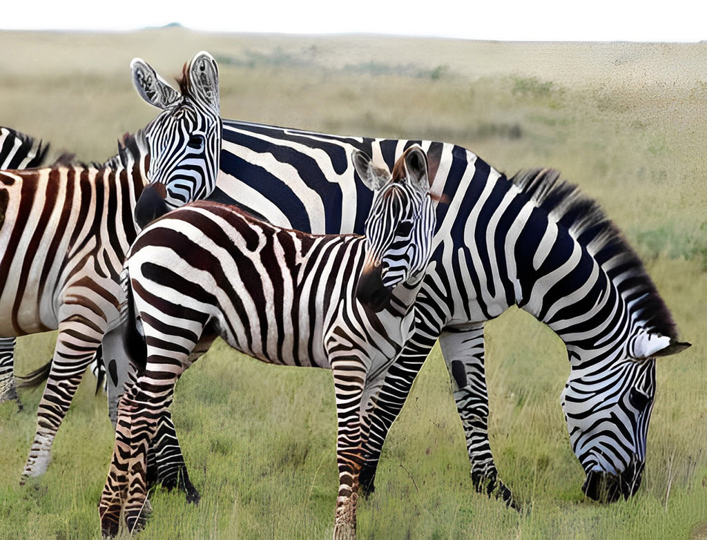 Zebras auf der Wiese Malen nach Zahlen